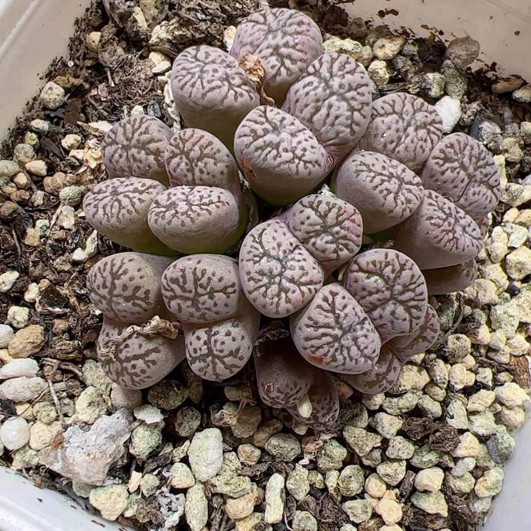 【闪购商品】109 紫鸟