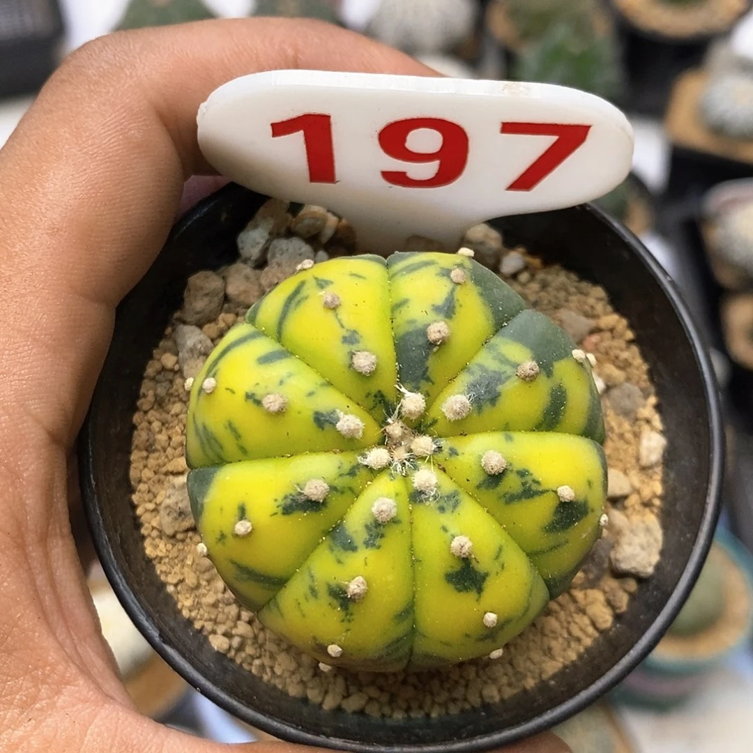 197福利特价咯兜锦福利