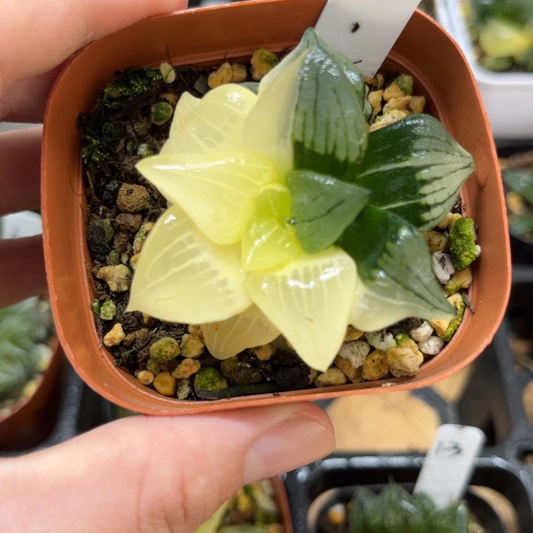 14红纹寿锦一物一拍