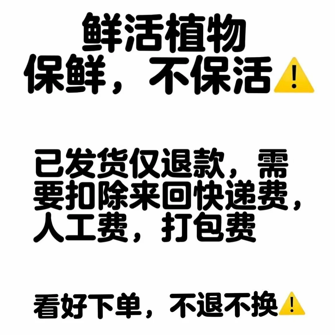 石斛花卉绿植盆栽（一物一拍请勿随意下单）
