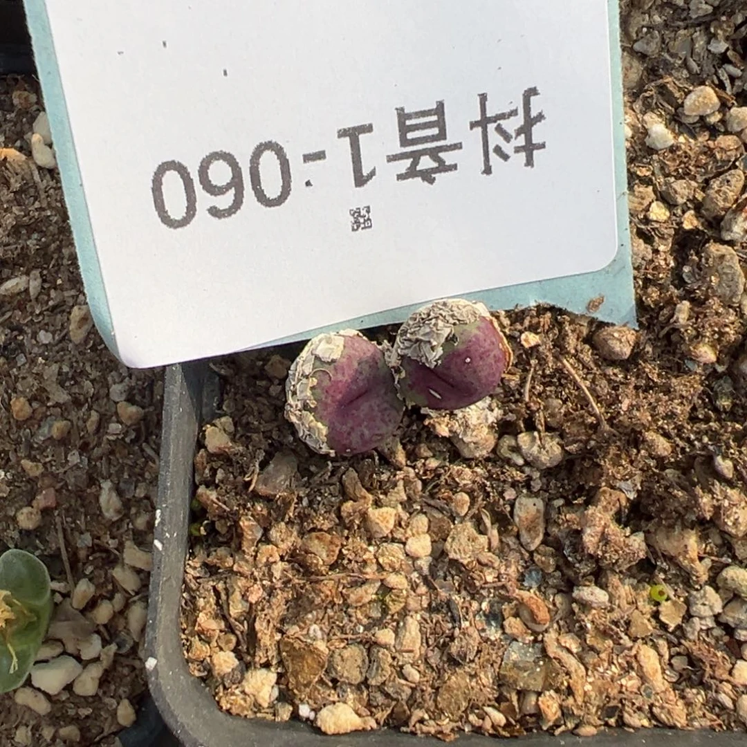 1-60肉锥多肉植物