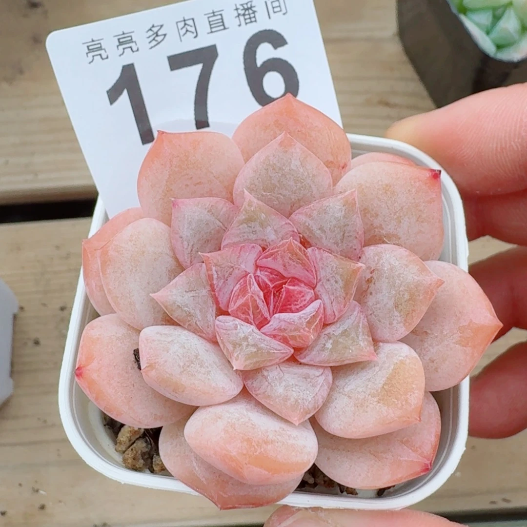 下播福利拍够包邮发货