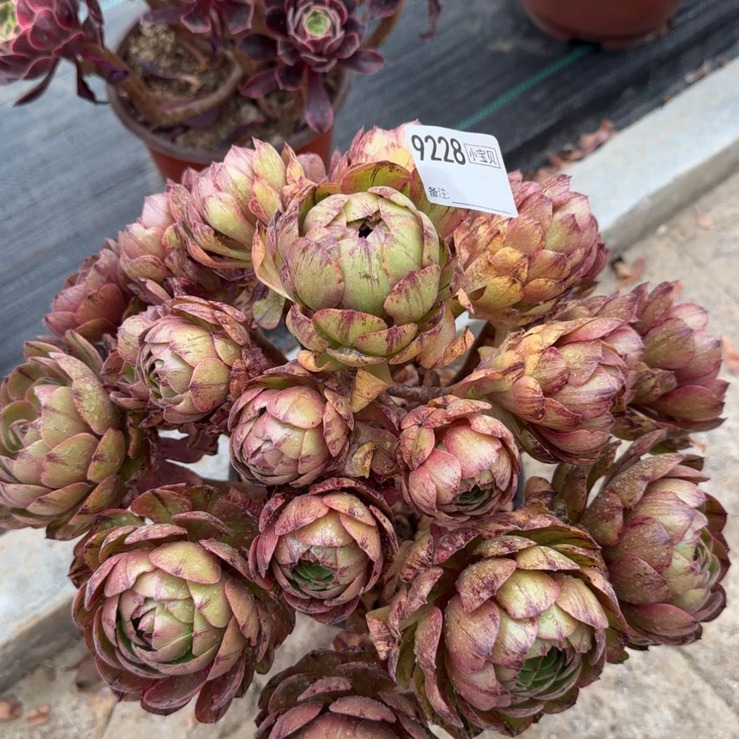 万拉丝多肉9228多肉