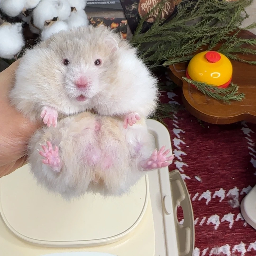 鸽灰波弟弟11.08生日