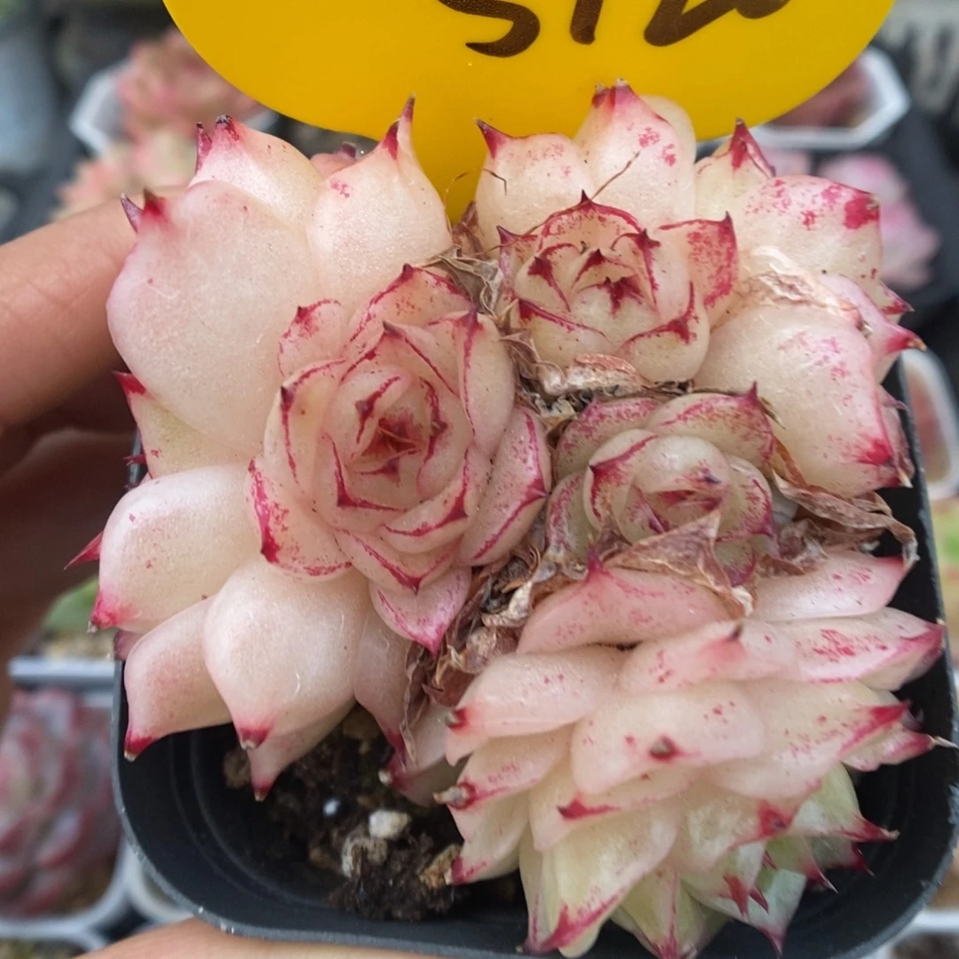 凤凰火麦秆5120号。