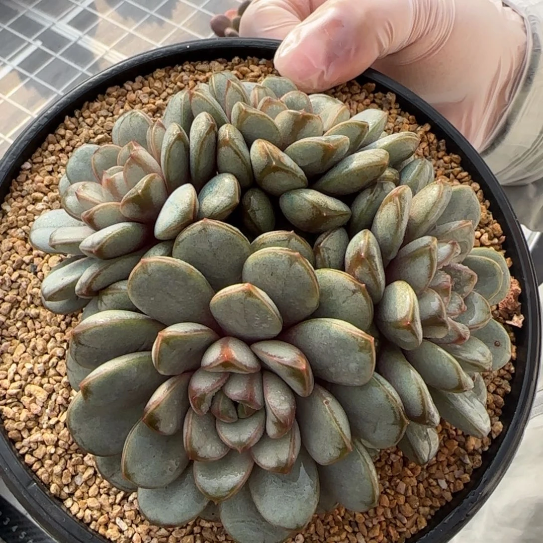 从前慢甄选多肉编号葡萄大