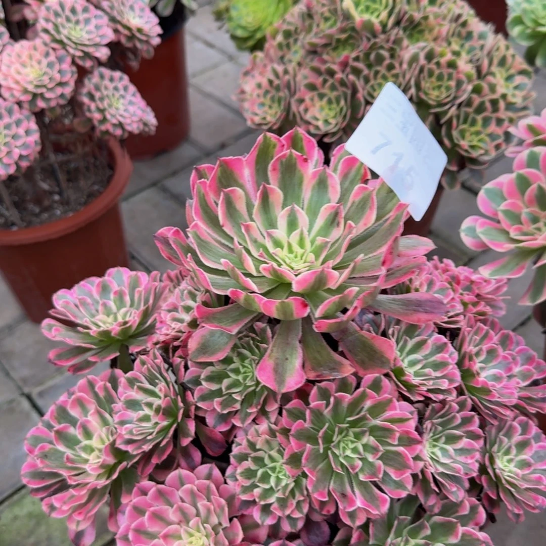 多肉植物715红桐柏