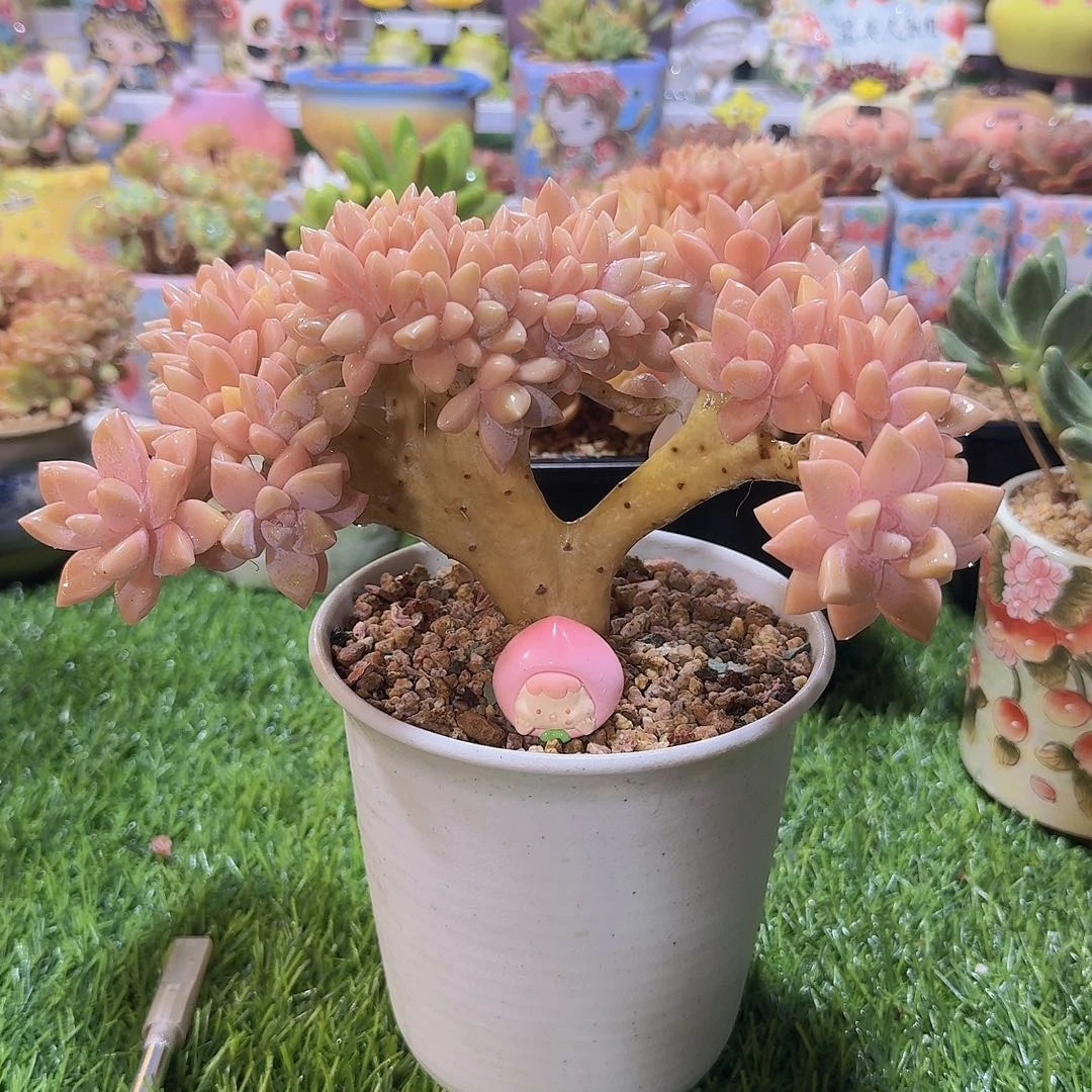 淺***ジ无花朵淡雪朵朵缀