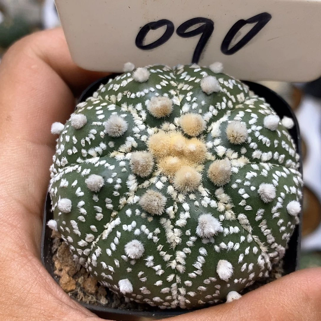 090福利特价咯福利了