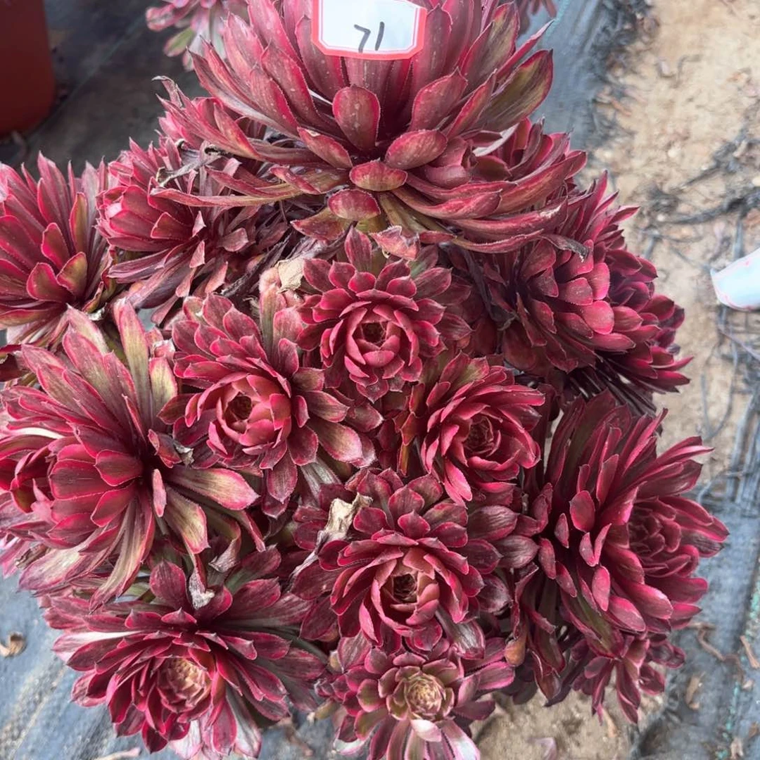 71紫牡丹多肉植物绿植
