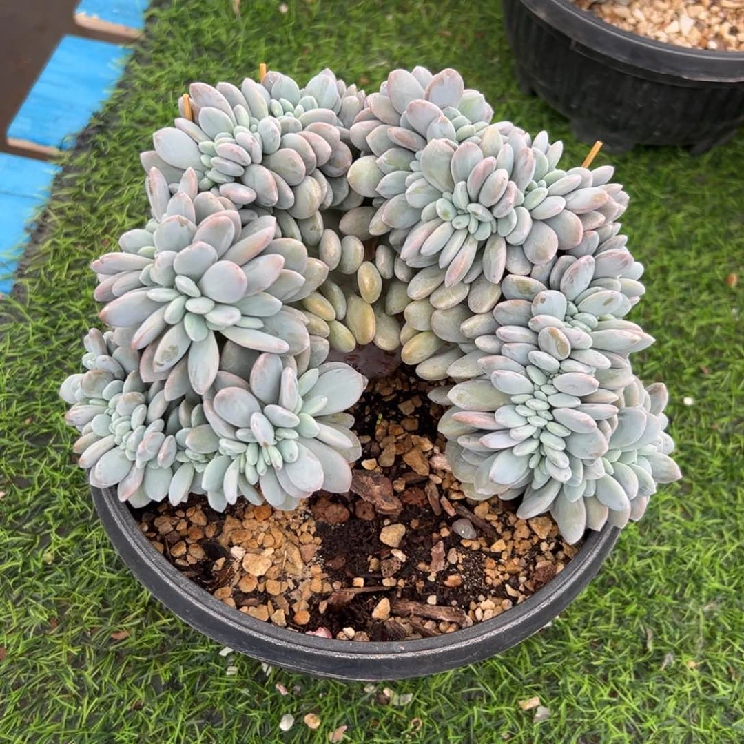 粉兔缀化冠幅20   5-31