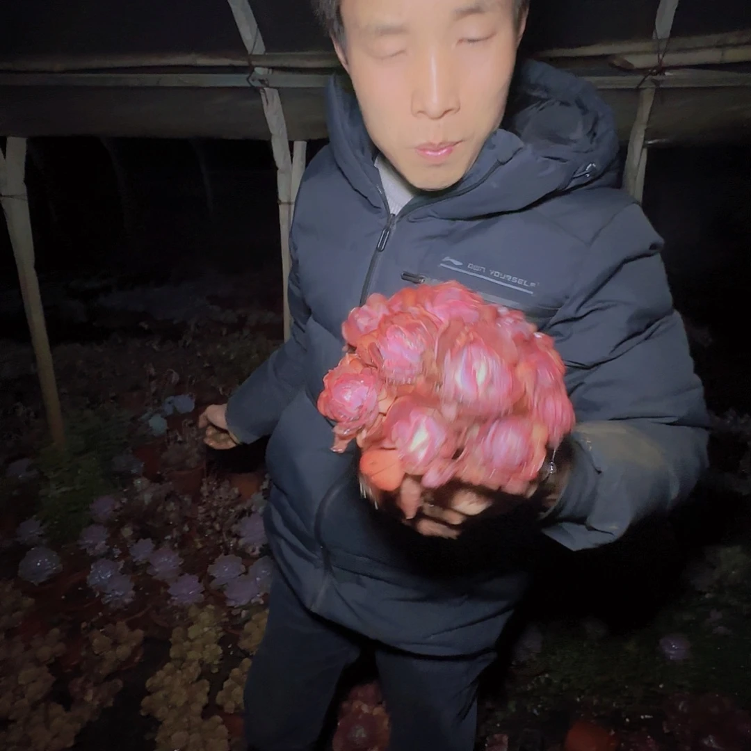 盆栽秀妍多肉1颗