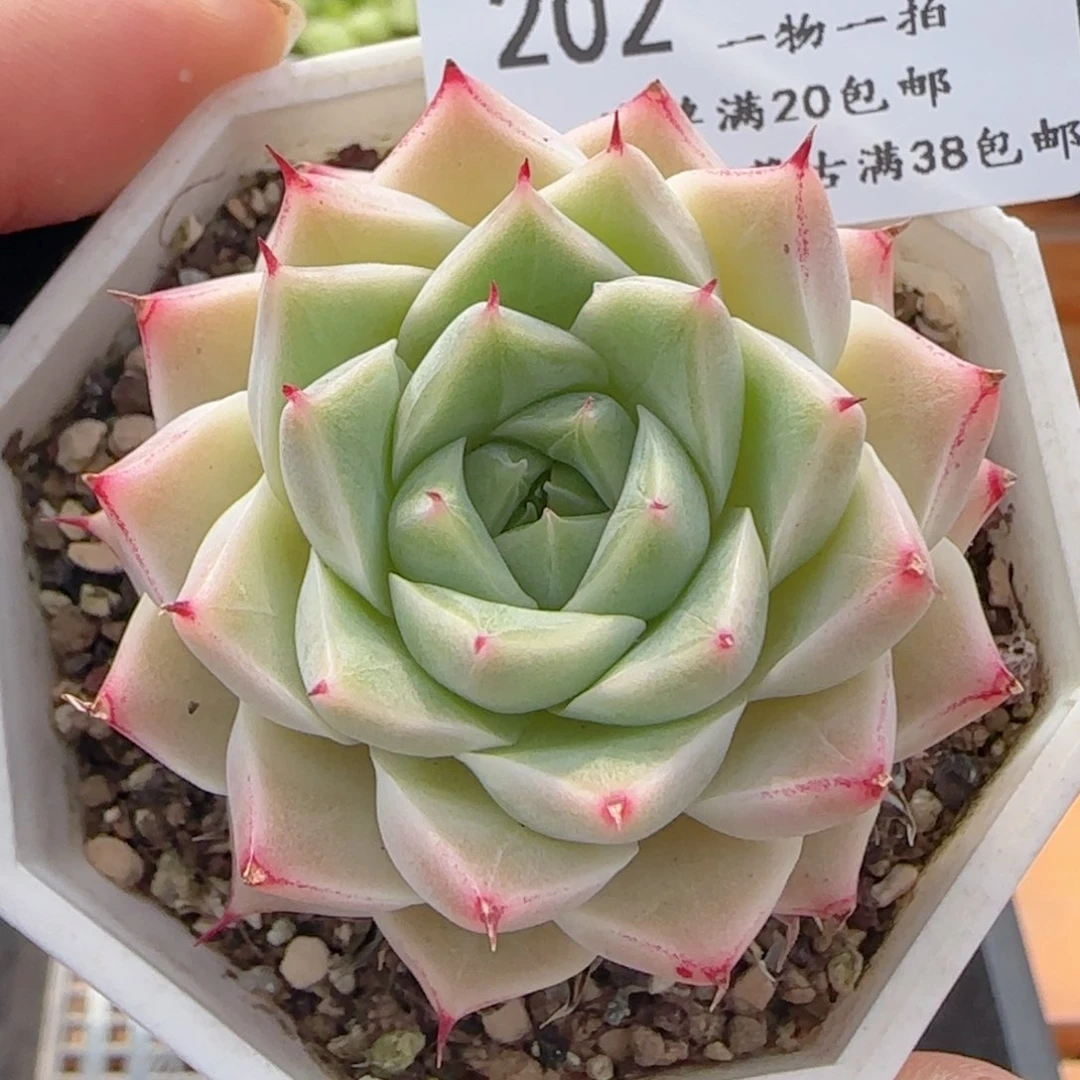 0611-202粉丝叶尖