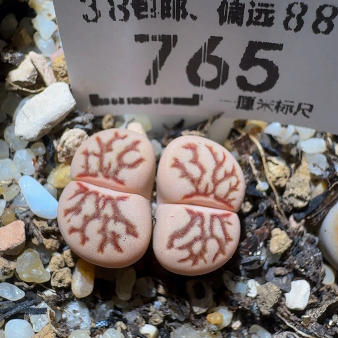小***乖zzzz生石花肉锥765