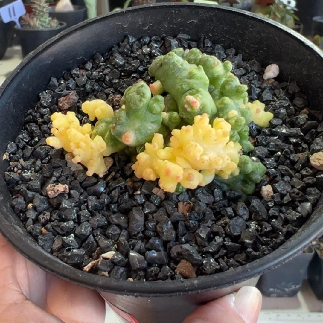 短毛丸缀化锦带盆11111111