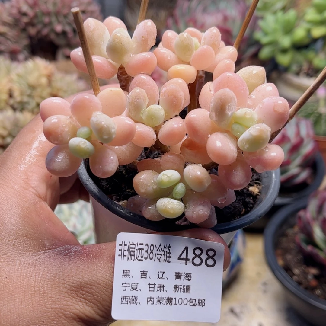 488粉珍妮德华多肉