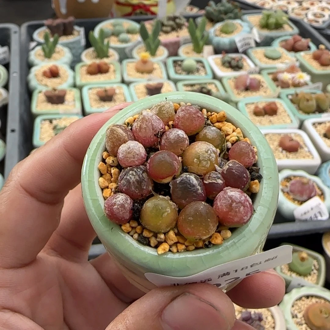 8925--一物一拍 带盆