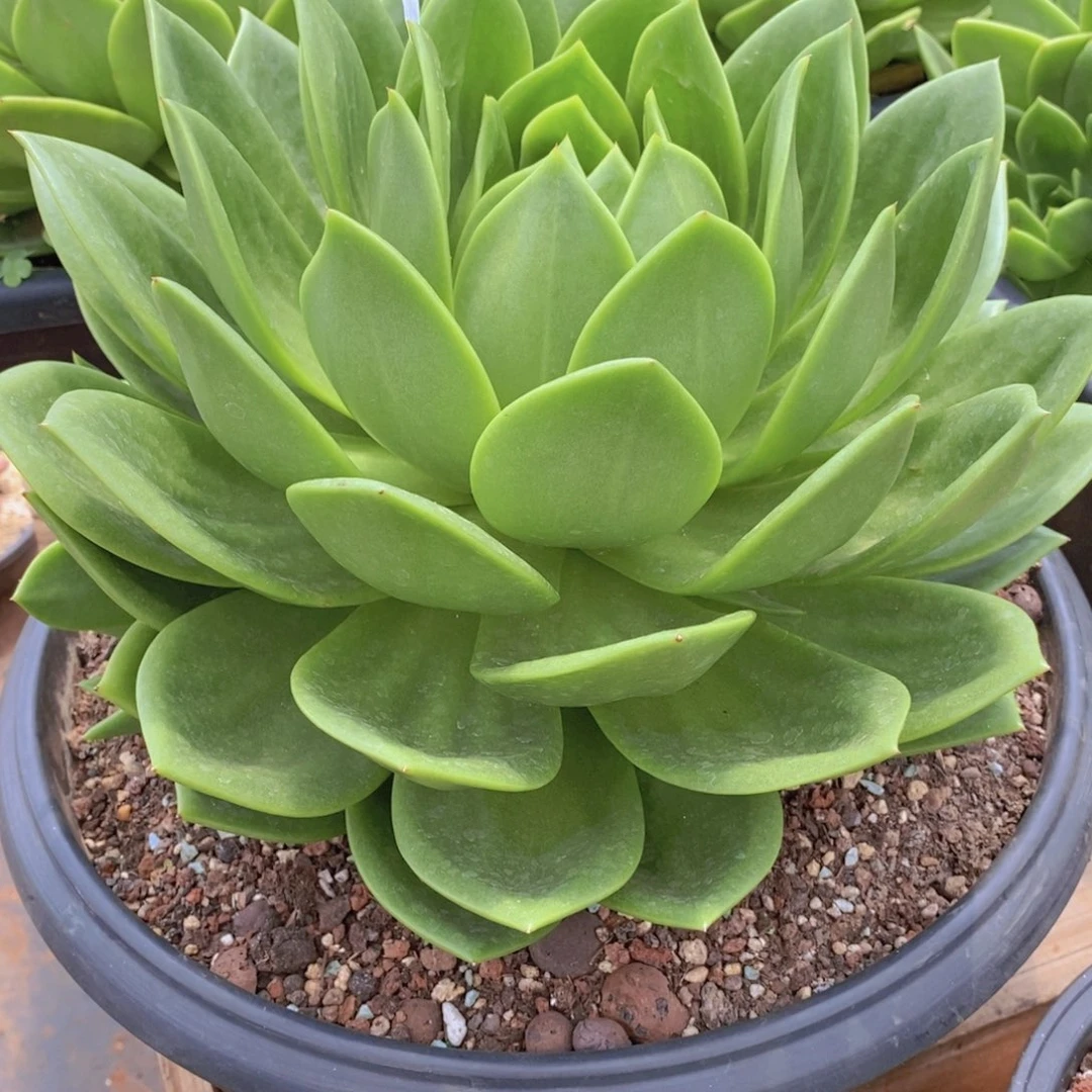 《****翠花大母本4