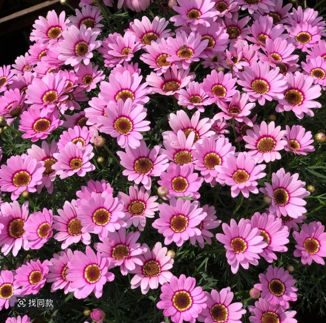 玛格丽特大眼睛盆栽花期长 耐寒耐热多年生植物新手易养护花期长