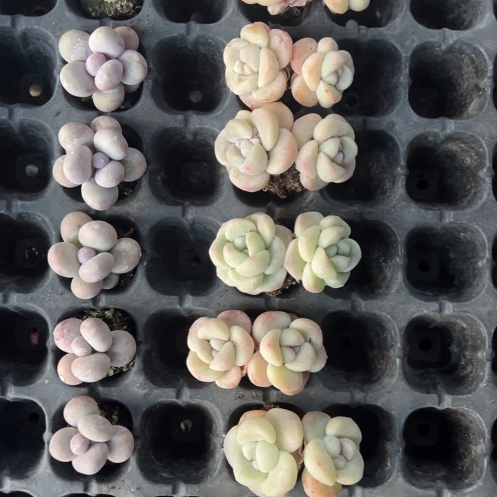 凤一物一拍专拍链接