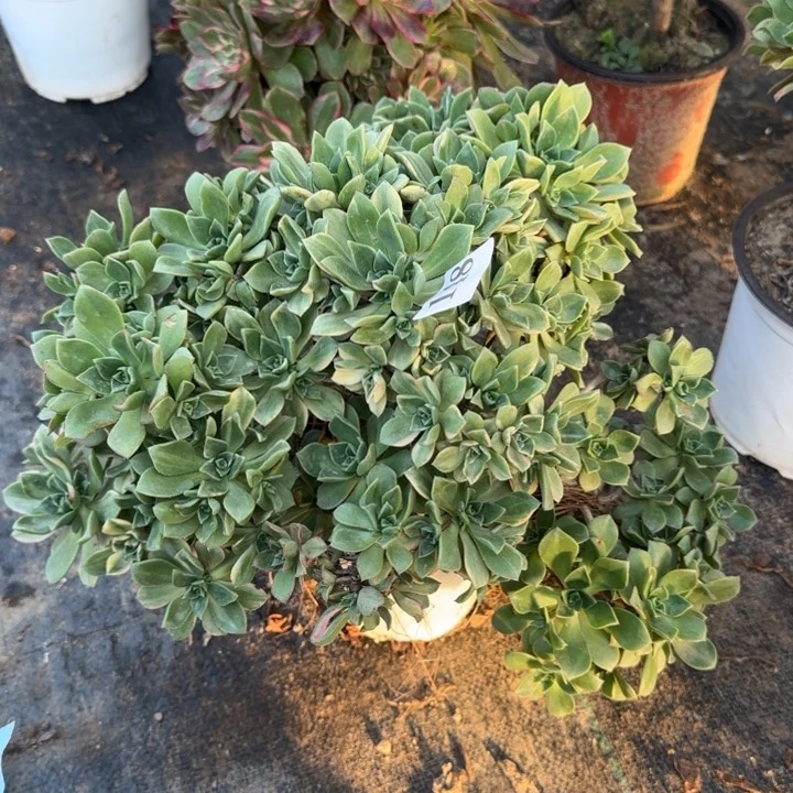 148两单包邮。  白金。