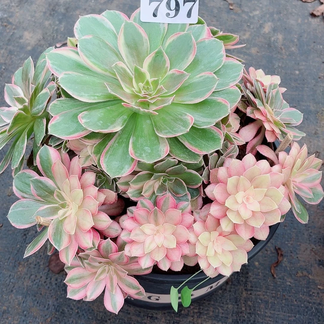 无花朵优*多肉植物黑魔锦797