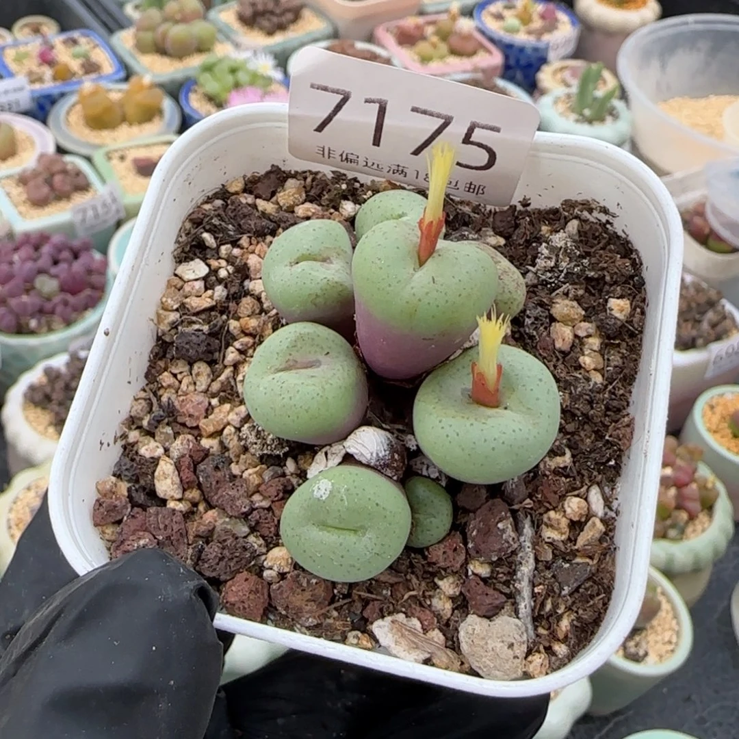 用***37175/-一物一拍 带盆