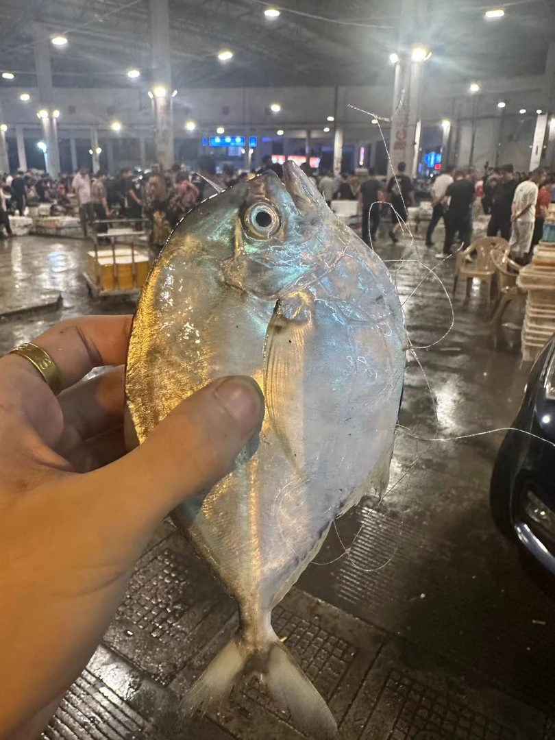 《东海优品》台州东海本地金鲳鱼顺丰包邮宠粉福利！！！