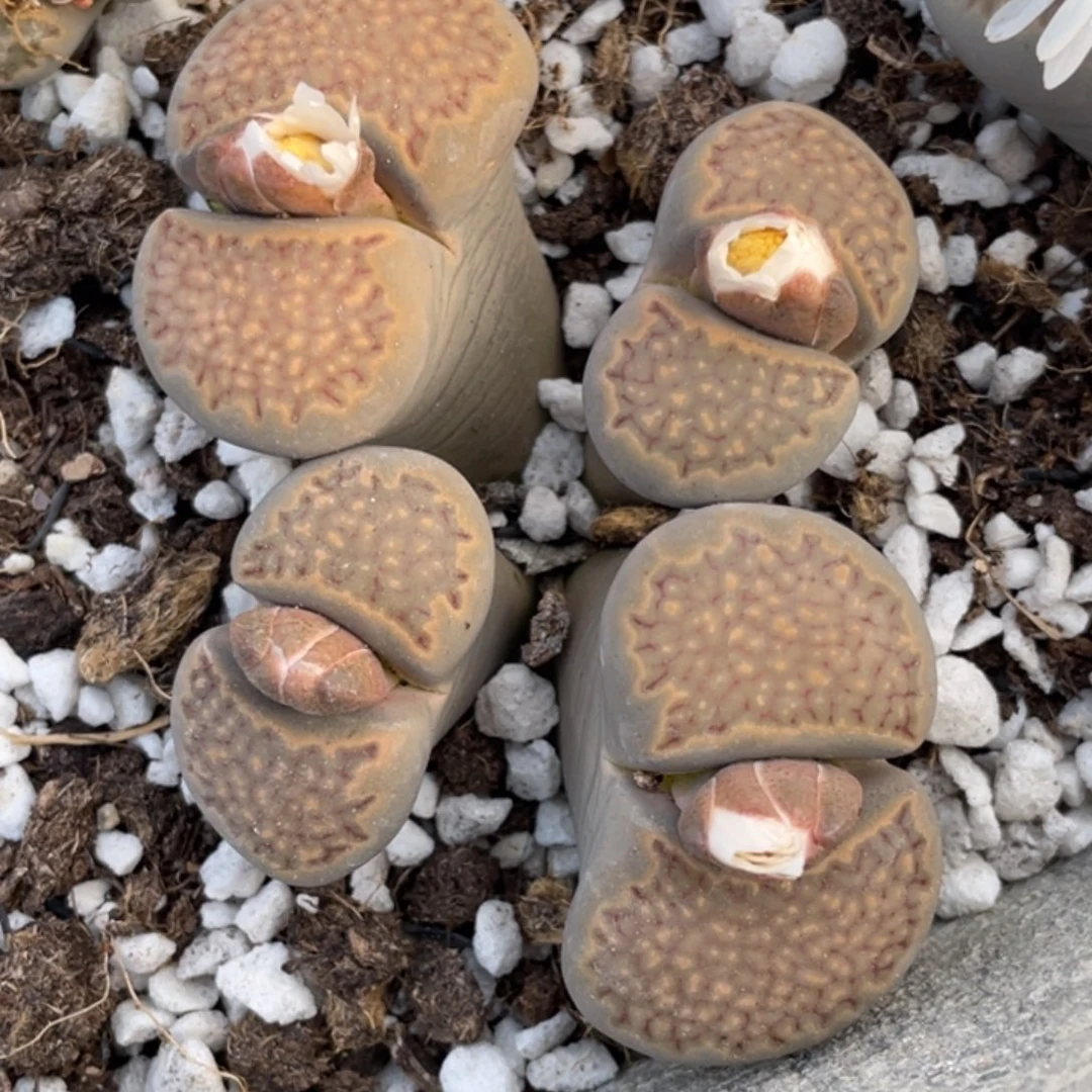 非偏远满20包邮847