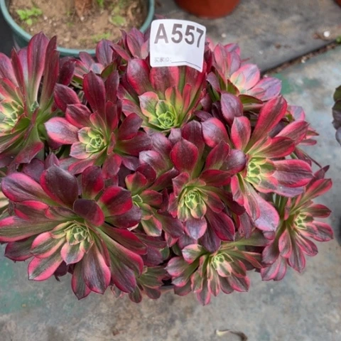 557安娜25厘米左右