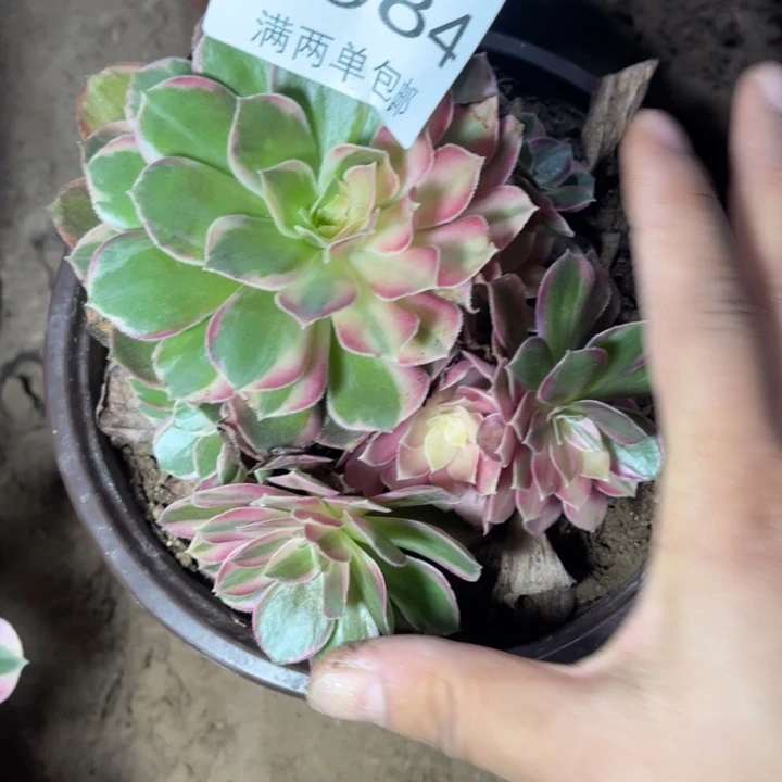 黑魔多肉多肉的人0984