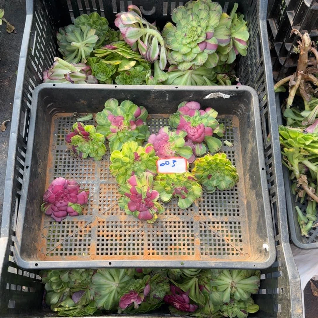 王***英精品多肉植物0000003
