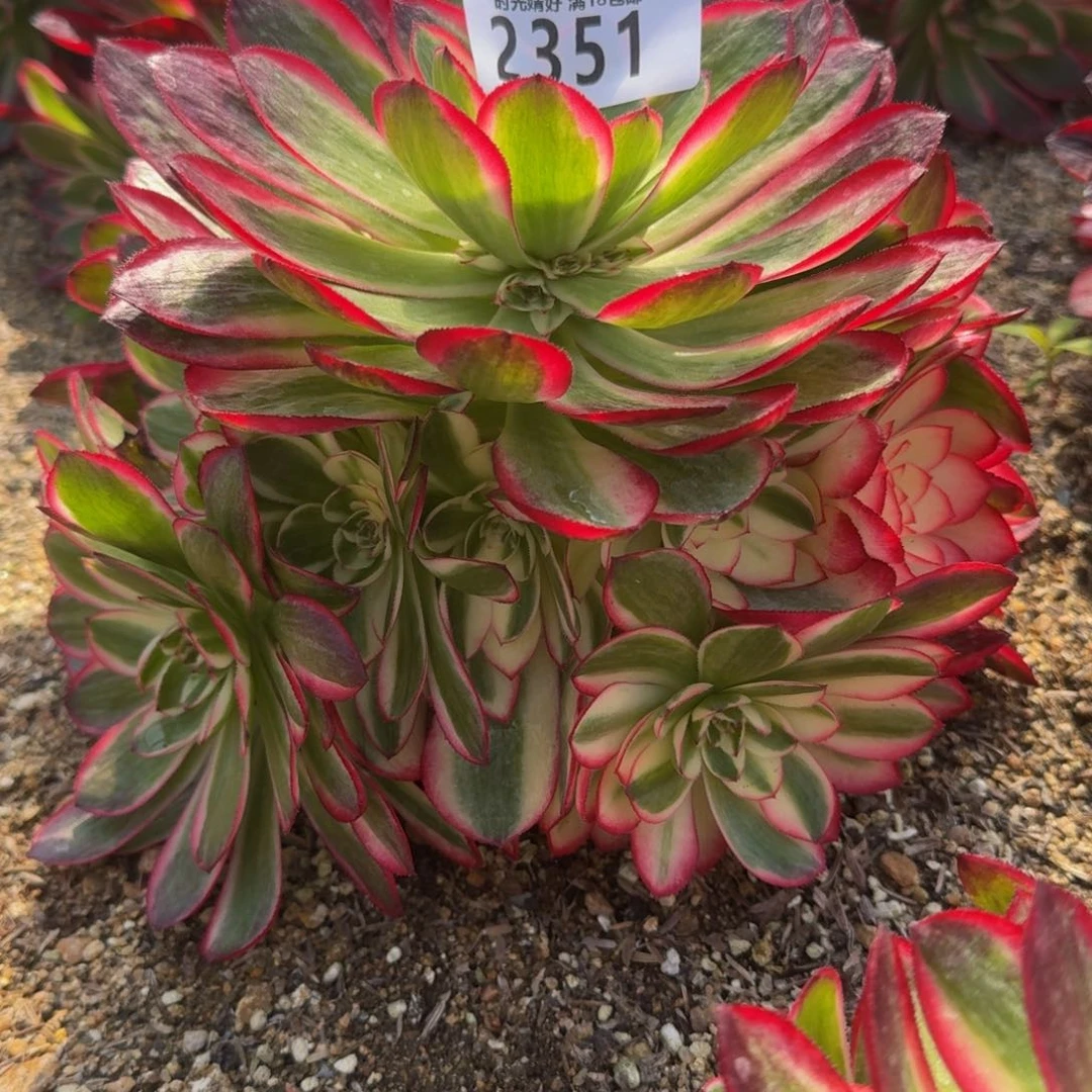 2351荔枝多肉植物