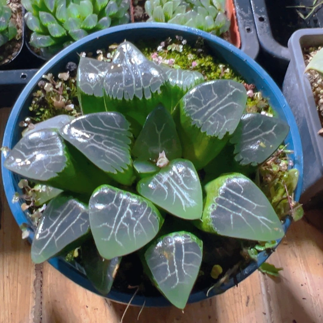 昵***置加仑盆月影母本玉露