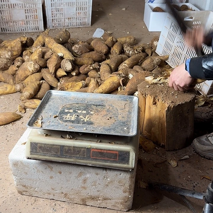 狂***猎中国大陆四川黄陂冬笋七至九两