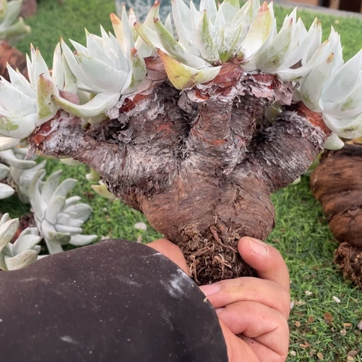 小叶布瑞东尼杂苹果叶