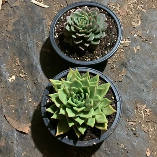 石**在美肉特价活动开始啦