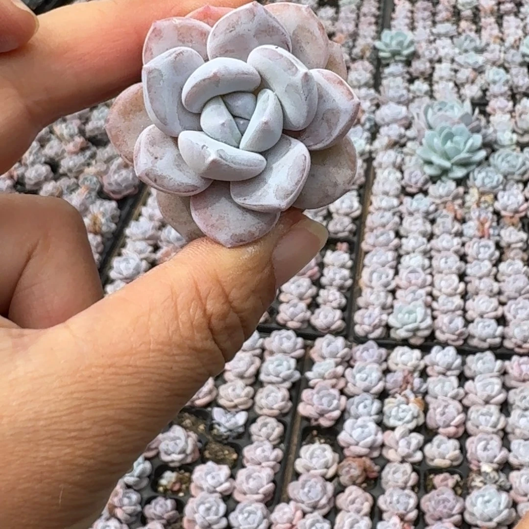 雪天使穴盘3厘米10棵，不售后
