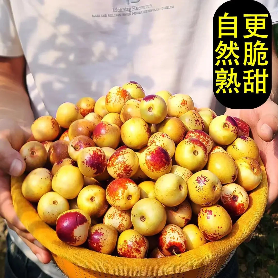 【精品】沾化冰糖冬枣新鲜枣子青枣红枣孕妇应季水果冬枣新鲜脆甜