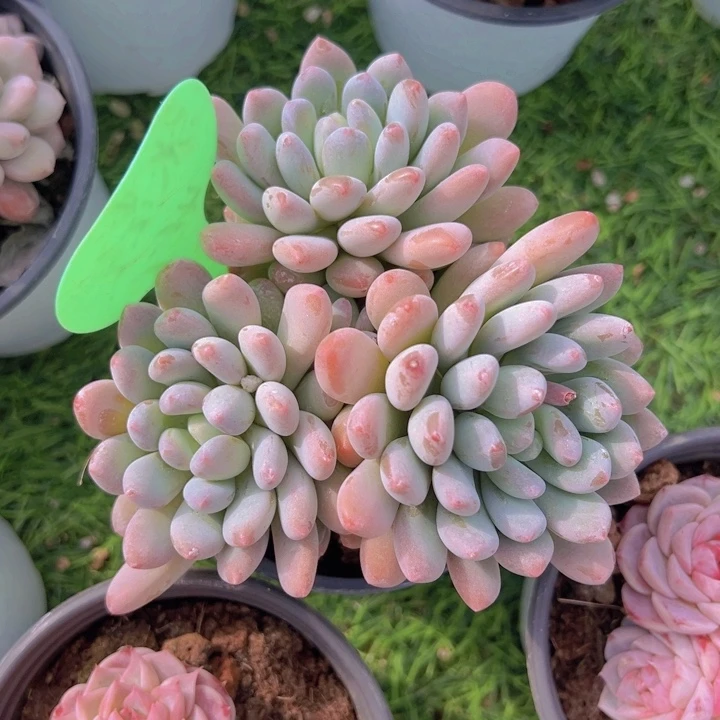 健健康康平平安安