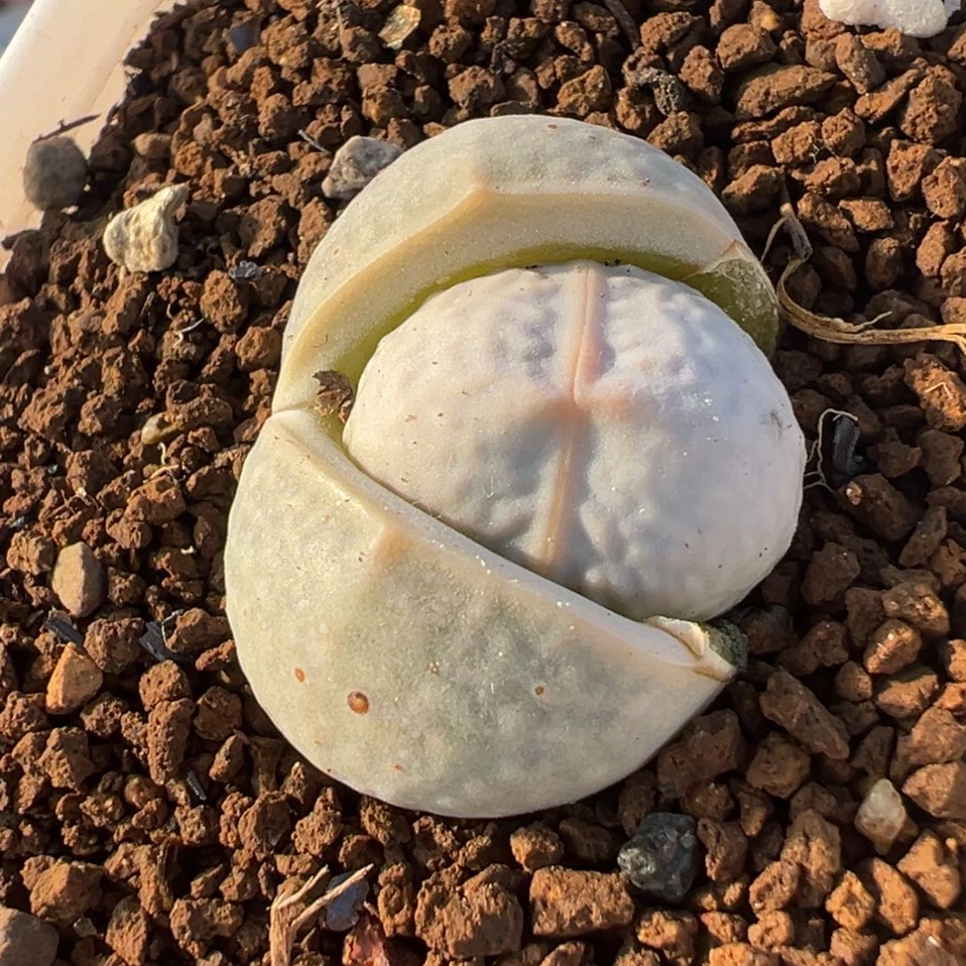 025多肉植物种类多样