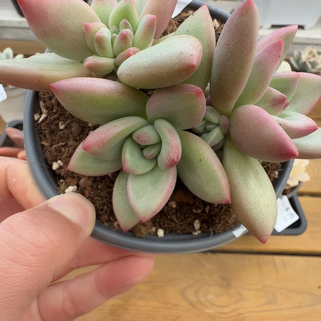 赫本路丝群1111124-30