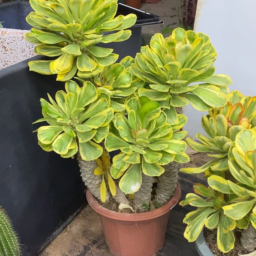 青***籽扇贝麒麟一物一拍