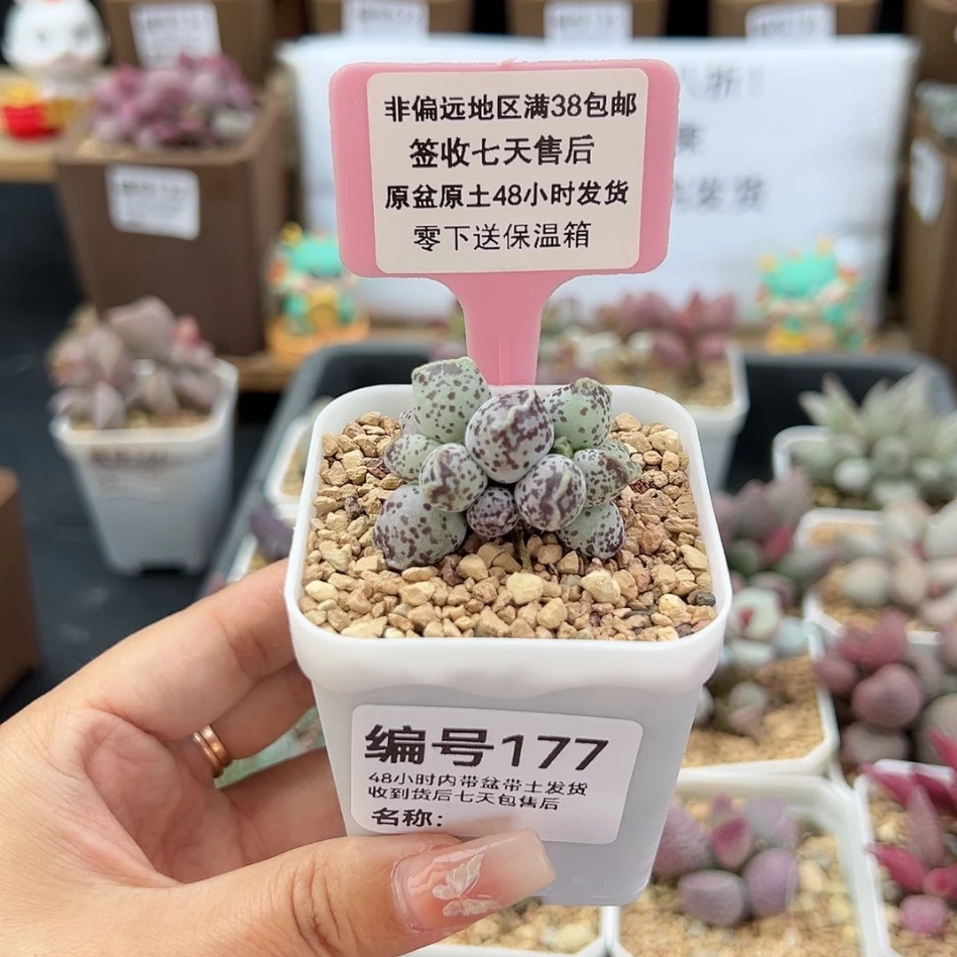 177达摩海豹多肉植物