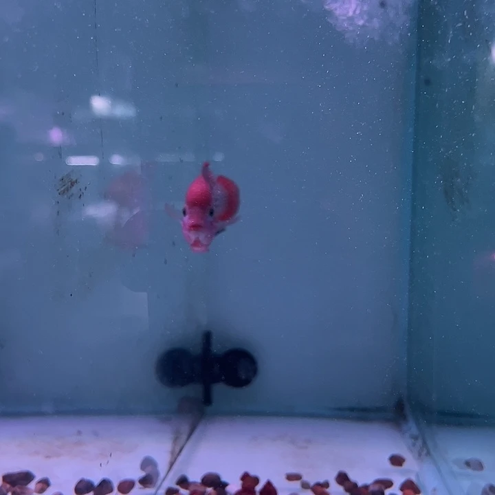 海水鱼泰古罗汉观赏鱼