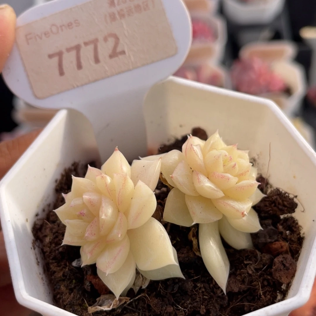 白天鹅7772-4.6厘米