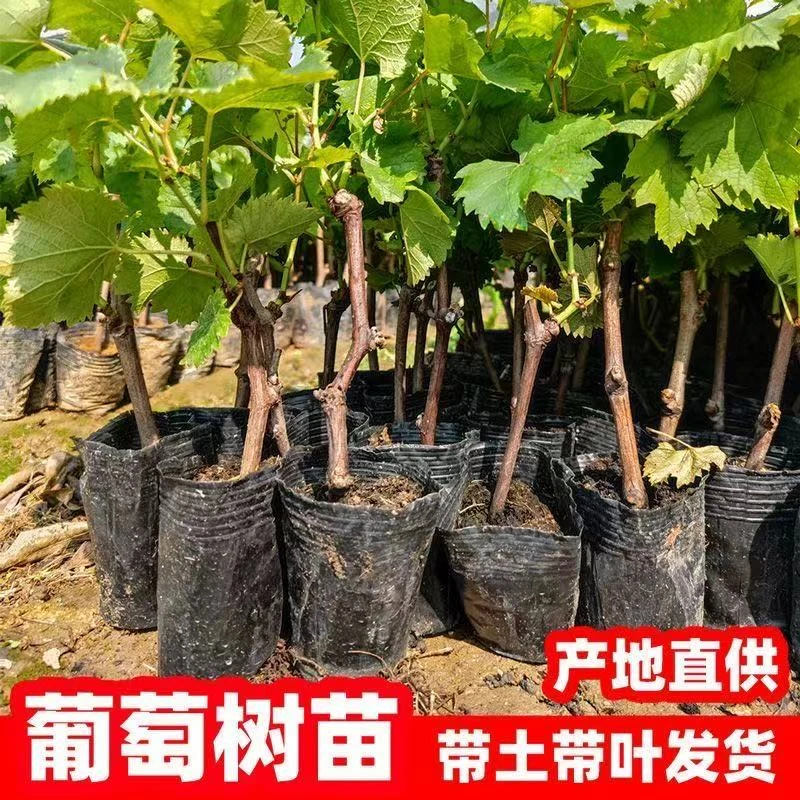 [带土带叶】优质葡萄树苗抗寒耐高温盆栽地栽阳台庭院南北方种植