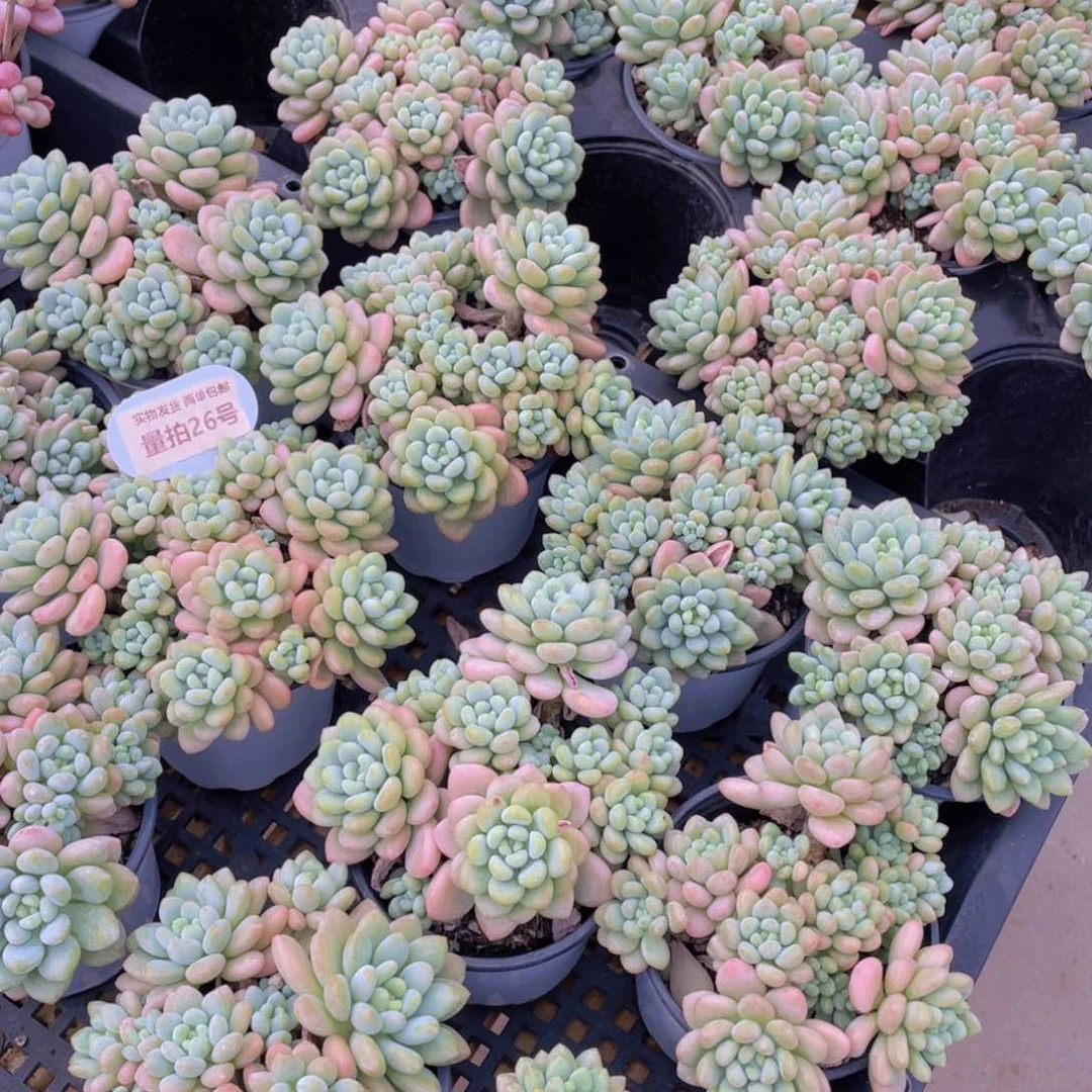 量拍26号 鱼子酱多头大群生一个