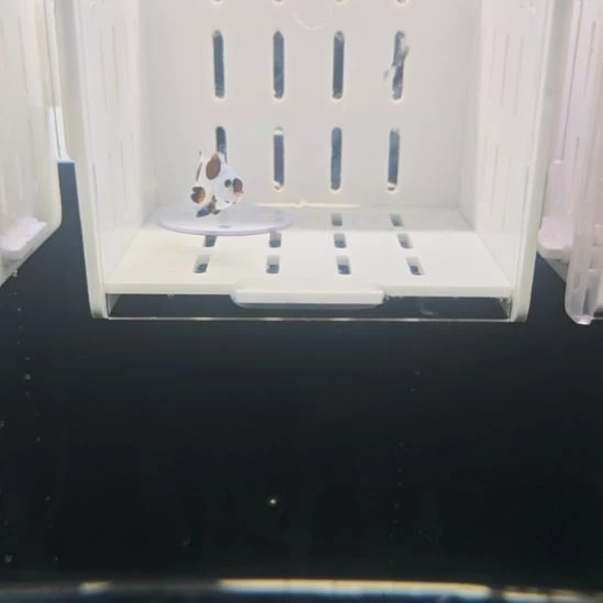 海水鱼哔咔飓风礼服一对