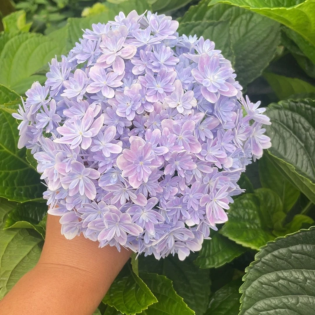 绣球切花一物一拍3枝起包邮，69